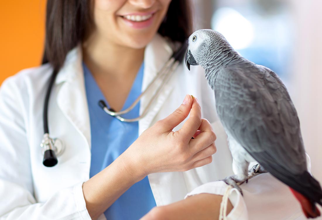 Ветеринар орнитолог. Птица врач. Ветеринар с птицей. Попугай в ветклинике. Попугай в ветеринарке.